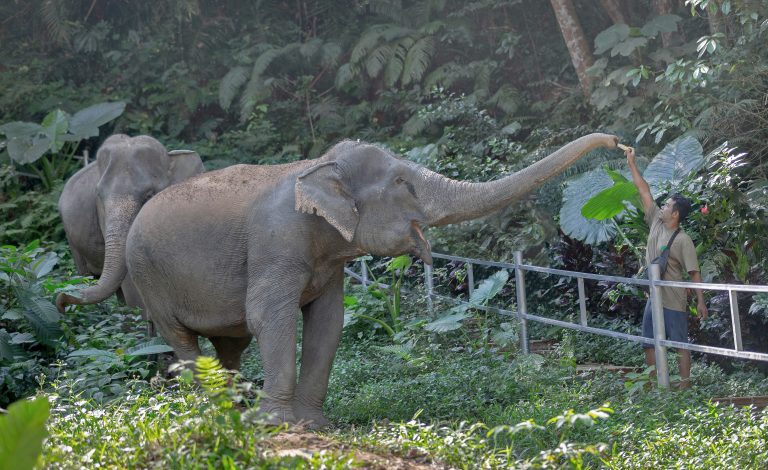 mythaidesntiny_elephants_friendly-_20