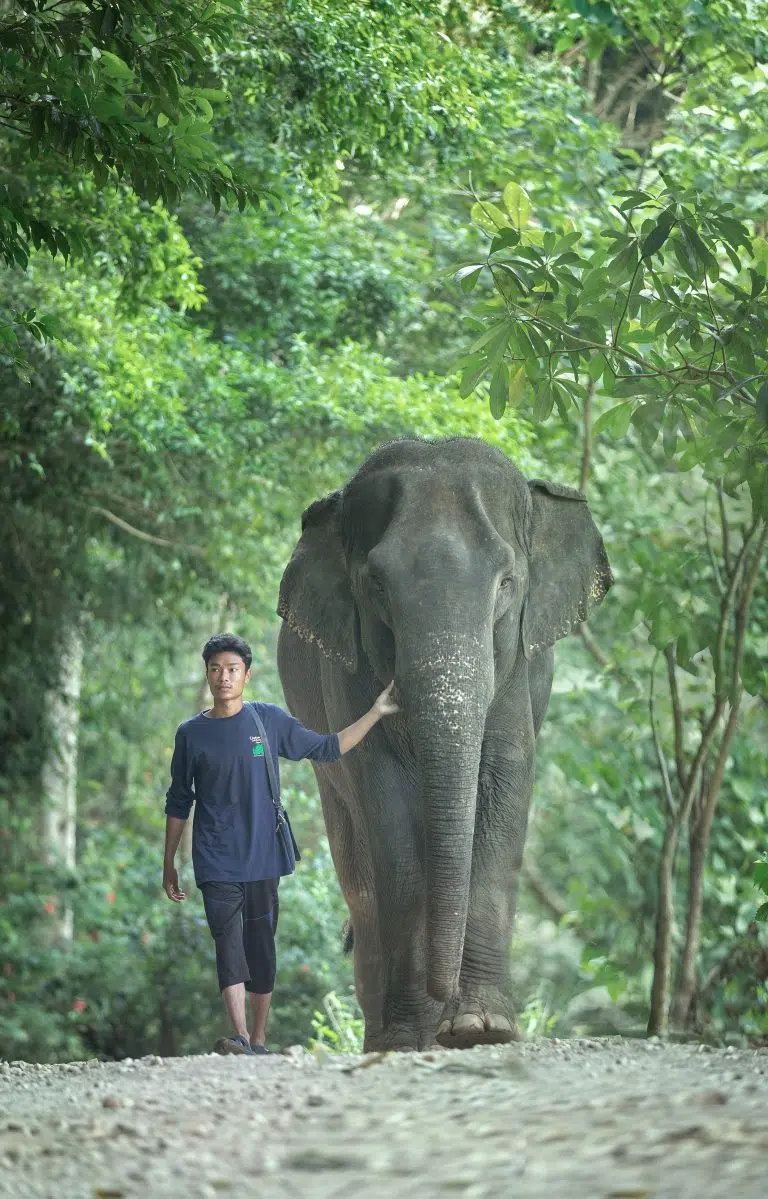 mythaidesntiny_elephants_friendly-_29