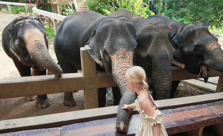 mythaidesntiny_elephants_friendly_w-19