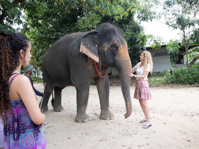 mythaidestiny_Khao_sok_Elephant_1