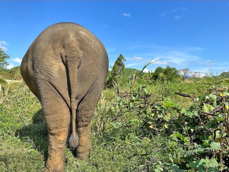 mythaidestiny_Khao_sok_Elephant_6