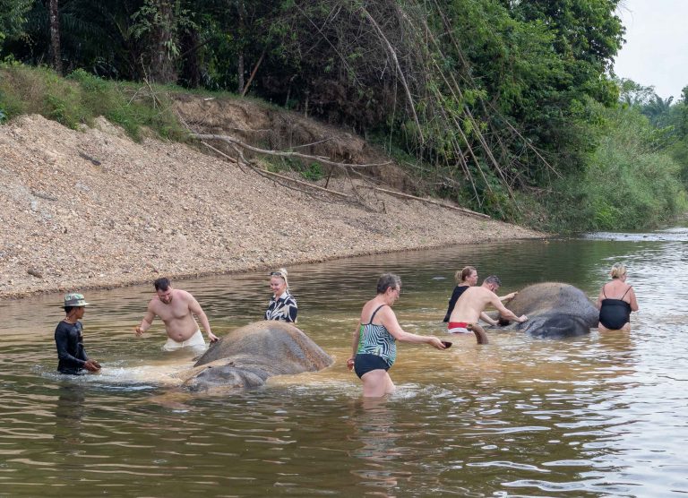 mythaidestiny_Khao_sok_Elephant_Bathing_6