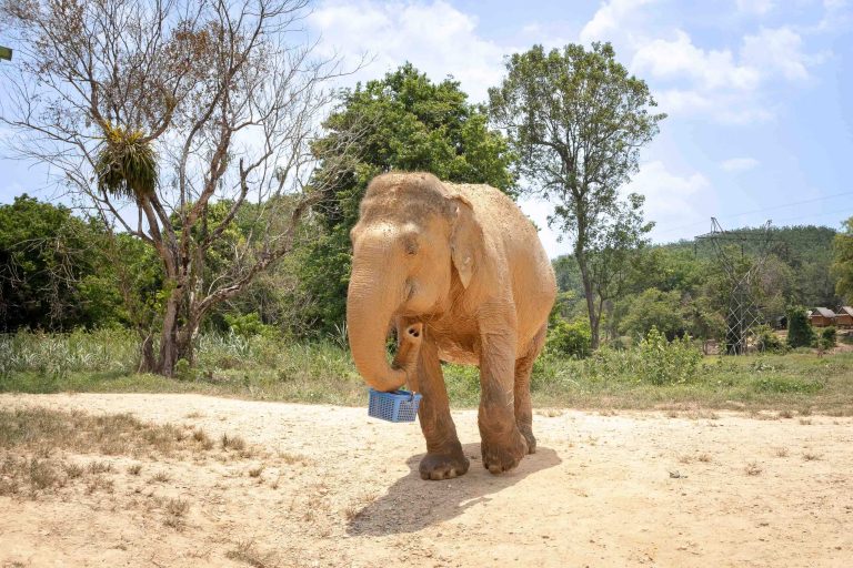 mythaidestiny_Khao_sok_Elephant_mud-spa_8